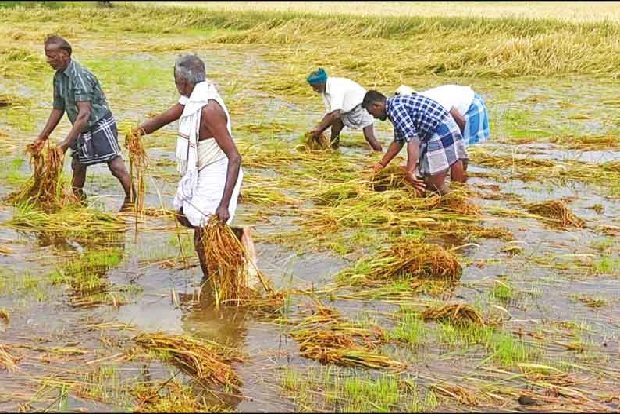 Vellore farmers happy on getting crop relief from government