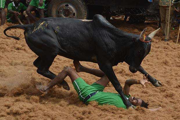 Jallikattu begins in Pudukkottai with Covid restrictions in place