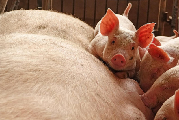Italys pork industry blames wild boars for swine fever