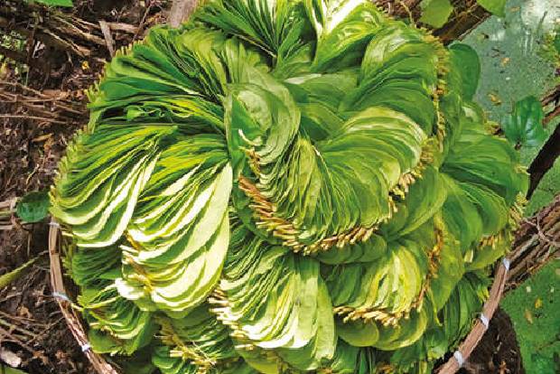 Application submitted for GI tag for medicinal Kumbakonam betel leaves