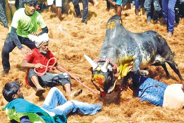 One spectator gored to death, 45 others hurt in Tiruchy Jallikattu