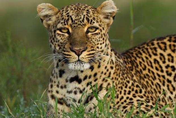 Wait to catch leopard enters third day