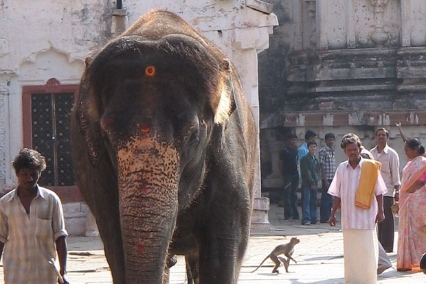 Ready norms on protecting captive elephants, government told Ready norms on protecting captive elephants, government told