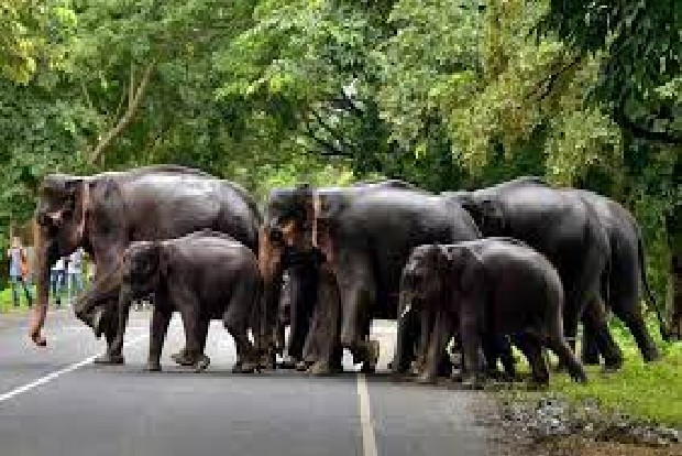 India lost 49 elephants to hunters in 2021: RTI reply