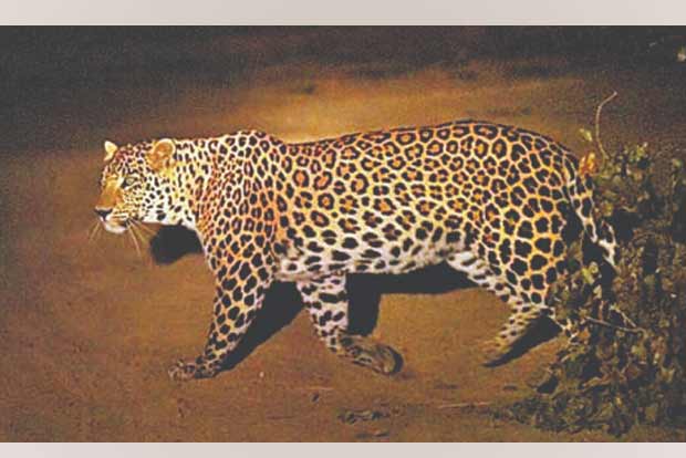 After 5 days, leopard holed up in warehouse trapped