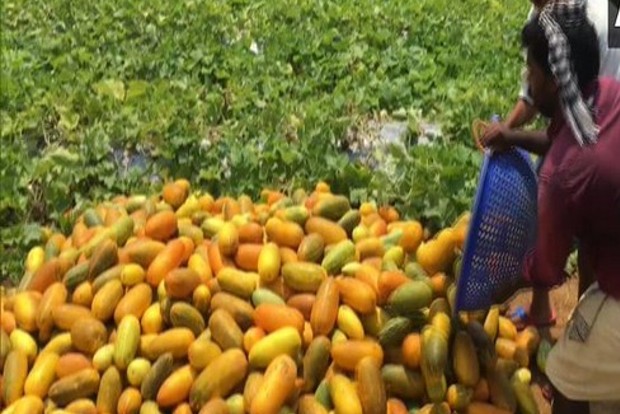 India emerges as largest exporters of cucumber, gherkins in the world