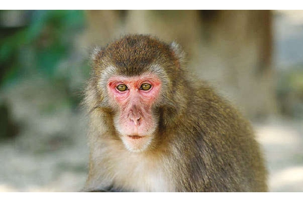 Simian stories: Japan’s monkey queen topples alpha to emerge omega Simian stories: Japan’s monkey queen topples alpha to emerge omega