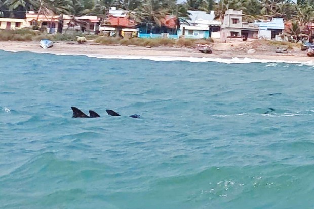 Pod of 30 dolphins spotted close to shores in Kumari