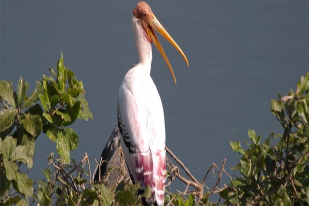 Tamil Nadu to conduct bird census on January 28, 29 Tamil Nadu to conduct bird census on January 28, 29