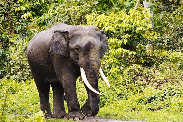 TN forest officials use bio-repellents to ward off wild elephants TN forest officials use bio-repellents to ward off wild elephants