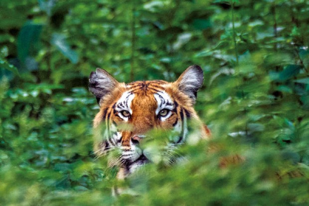 Sathyamangalam Reserve bags award for doubling tiger population Sathyamangalam Reserve bags award for doubling tiger population