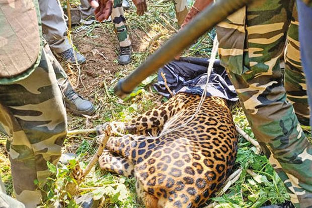 Elusive leopard tranquilised and caught after it attacked worker, foresters again