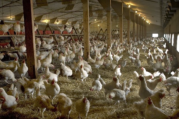 Fire at poultry farm in Kerala kills over 2,500 chickens Fire at poultry farm in Kerala kills over 2,500 chickens