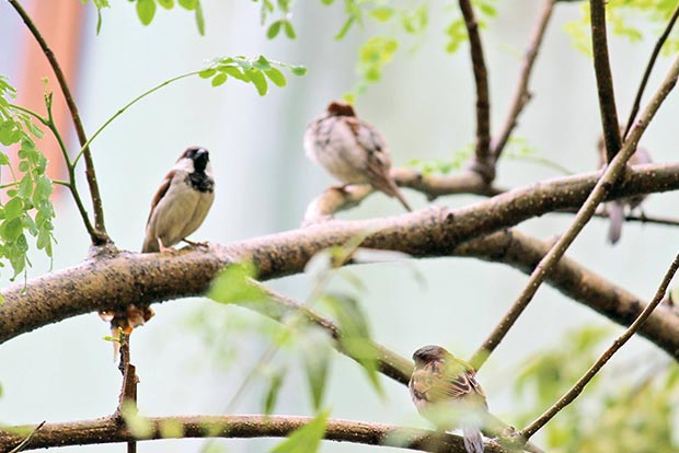 Jawahar Nagar residents delighted to spot sparrows after years