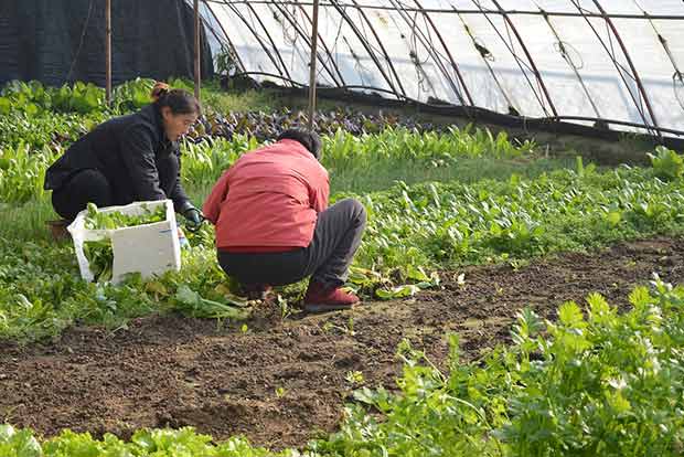 New farming technique shows growth