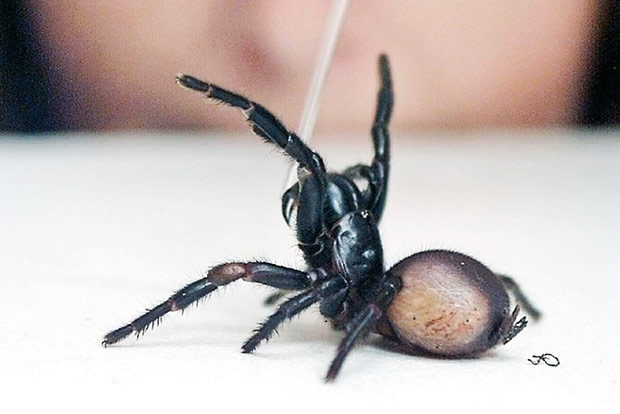 Australian police react to ‘death’ shouts, find dead spider