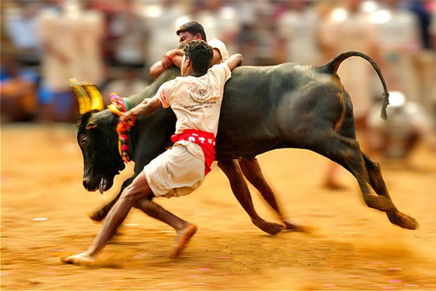 People observe day-long fast to lift jallikattu ban