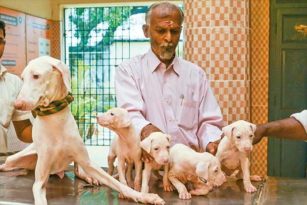 Neck-deep in water, this vet saved 25 dogs