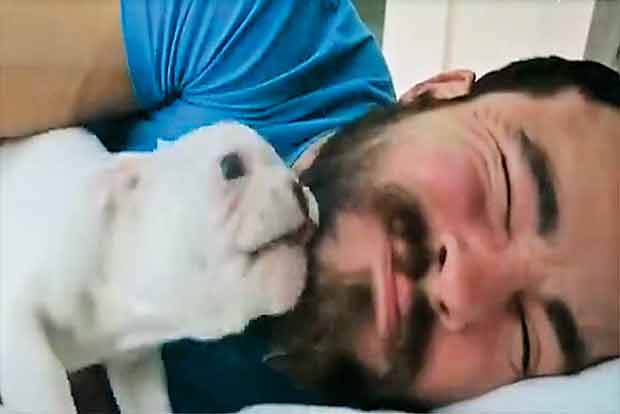French bulldog shows he can be an alarm clock