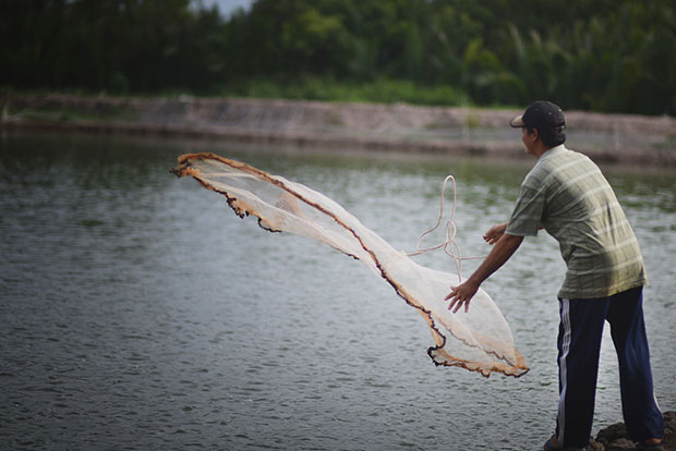 ‘Testing’ times for shrimp farmers