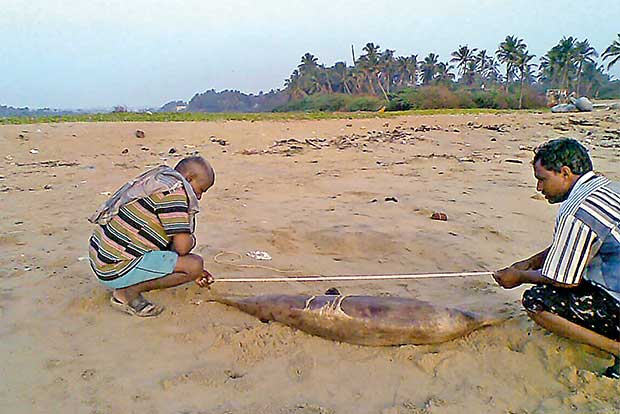 Spinner dolphin washed ashore near Kalpakkam; second incident in a week