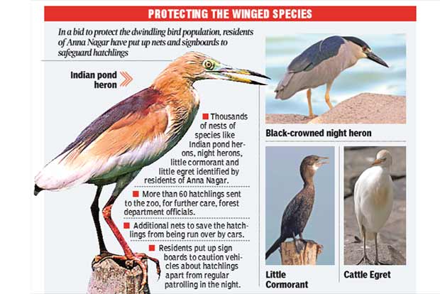 Urbanisation leads to drop in local avian population