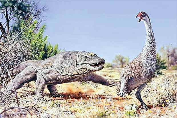 Man’s taste for huge Aus flightless birds’ eggs caused extinction: Study Man’s taste for huge Aus flightless birds’ eggs caused extinction: Study