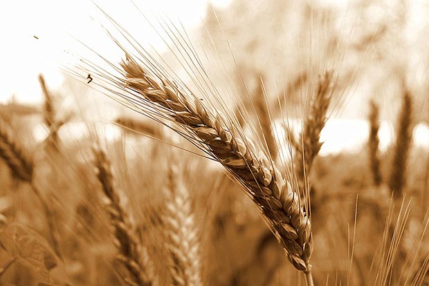 Grain import ban: Ukraine to sue Poland, Hungary, Slovakia Grain import ban: Ukraine to sue Poland, Hungary, Slovakia