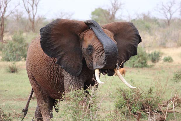 Catch a poacher by following the gun and mobile records