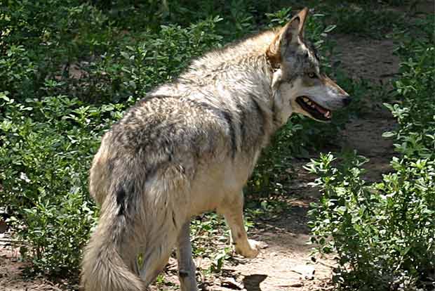 Poachers behind dwindling Mexican grey wolves?