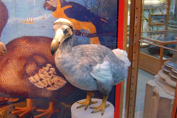 Dodos were not so dumb after all, says study Dodos were not so dumb after all, says study