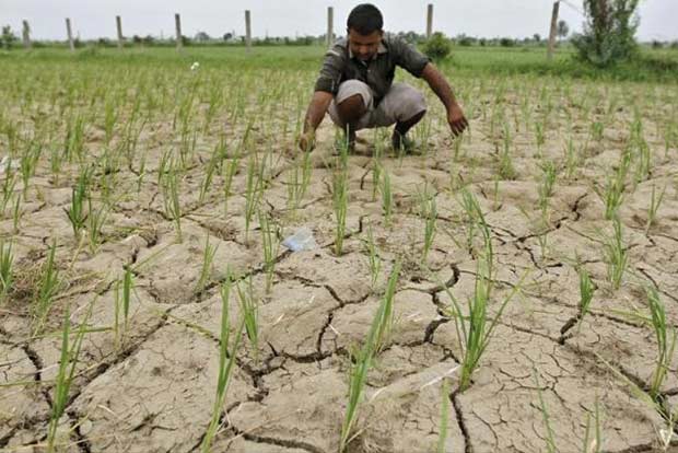 Big share okay, what about loan waiver, ask Delta ryots