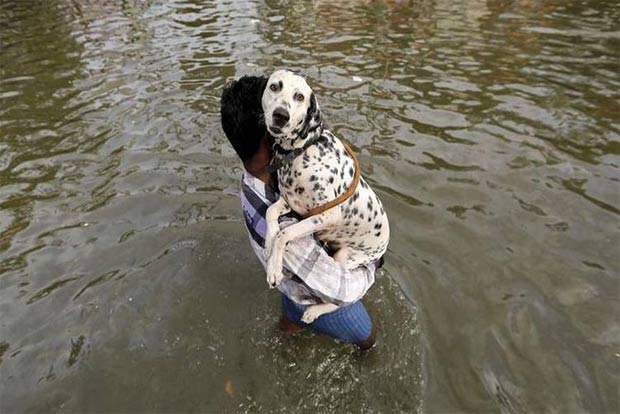 Now, animals under disaster control