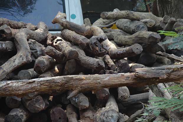 Smugglers flee after chopping five red sanders