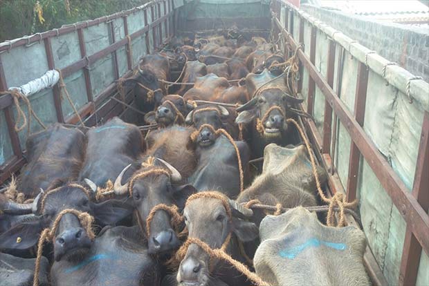 Activists foil bid to ferry cattle illegally to Kerala