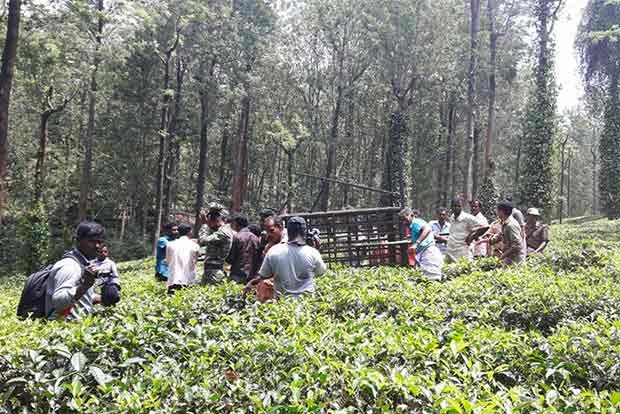 Forest officials close in on big cat that killed worker Forest officials close in on big cat that killed worker