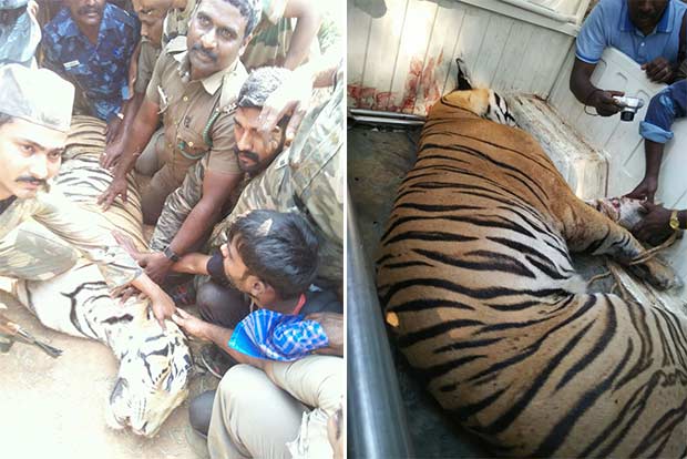 After week-long hunt, Nilgiris tiger killed in joint operation
