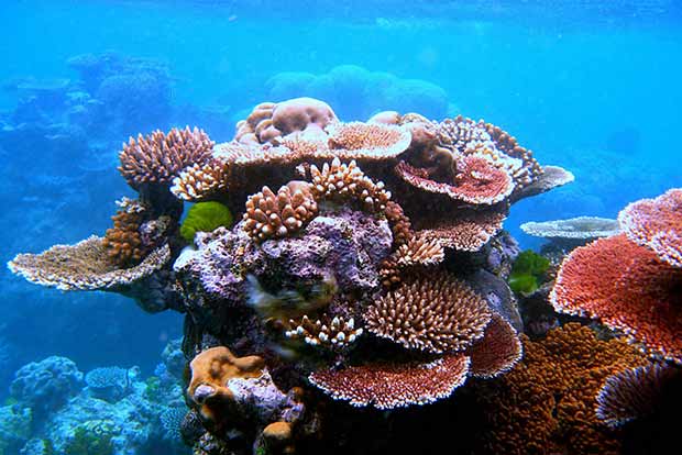 Australia concerned over record bleaching of Great Barrier Reef corals