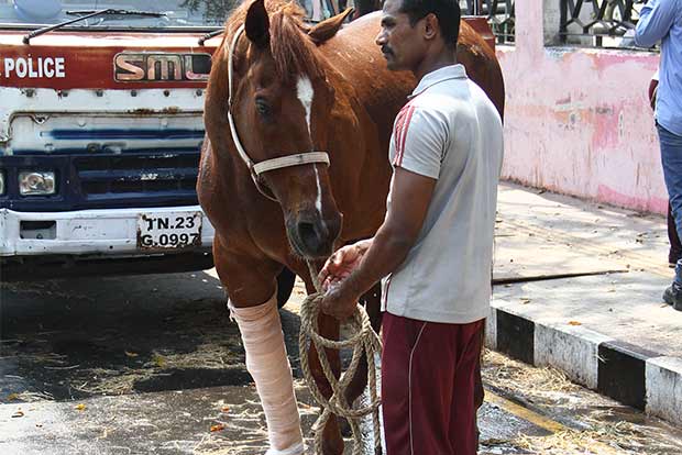 Chennais ‘Shaktiman’ attacked by mare, injures leg