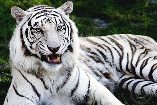 White tigers set to roar again in Madhya Pradesh as part of exclusive safari