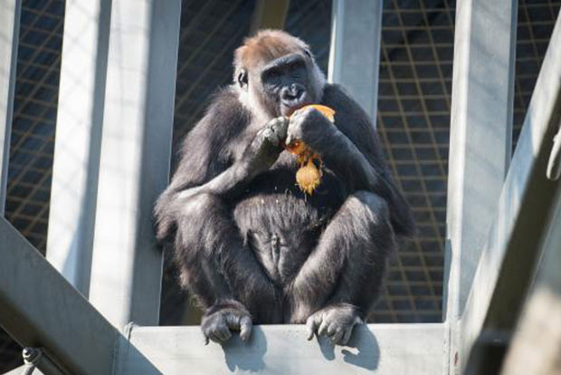 Susie helps map differences between man and gorilla