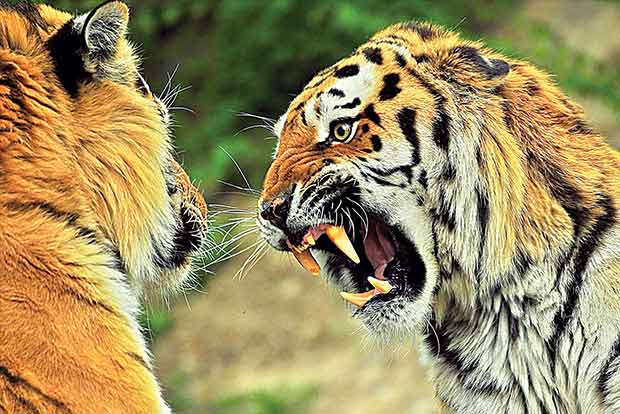 Animal conflicts to rise as reserve forests go dry in summer