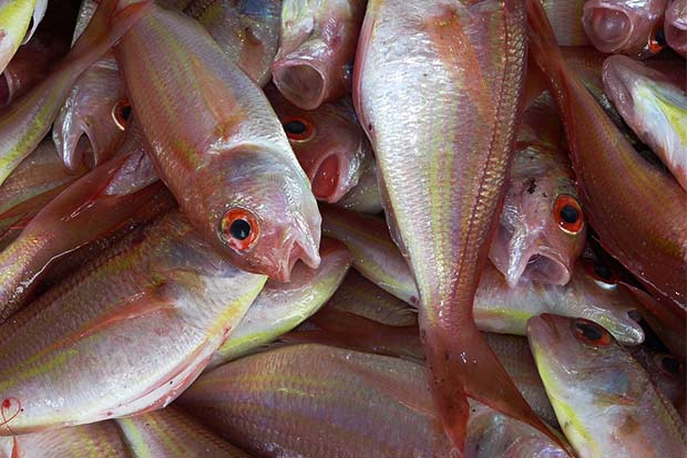 Prices to soar as fishing ban comes into force