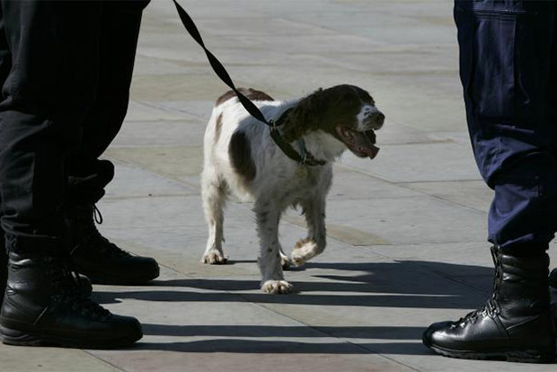 UK sniffer dogs scent sausages, not drugs