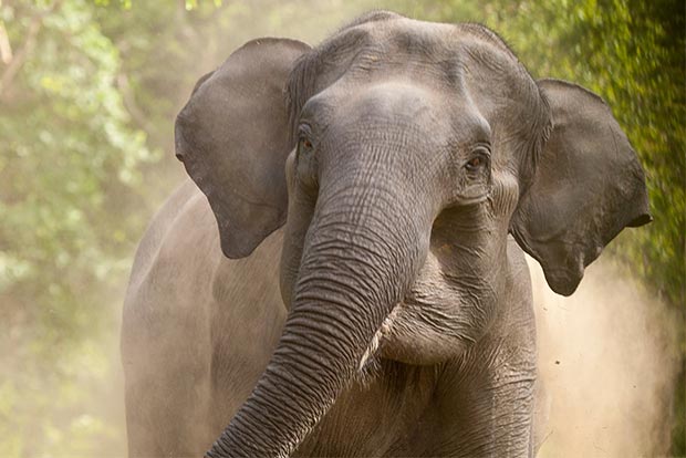 Elephant kills drunken man, injures another