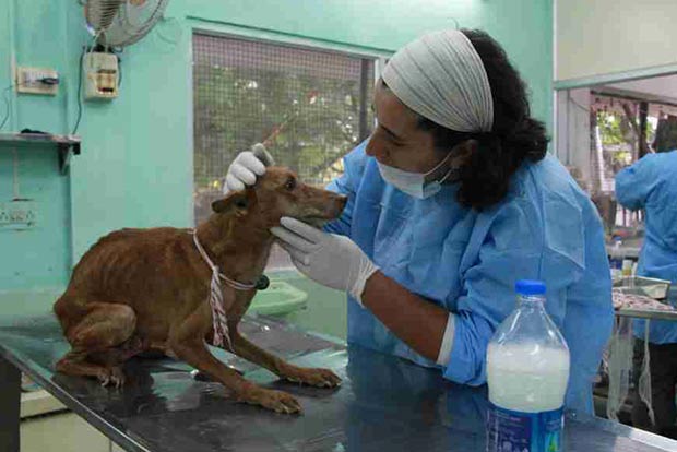 Networked veterinary care poised for major breakthrough