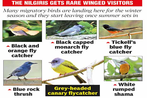 After the showers, rare migratory birds arrive