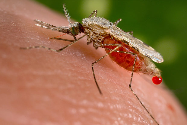 Hygiene crucial to fight malaria