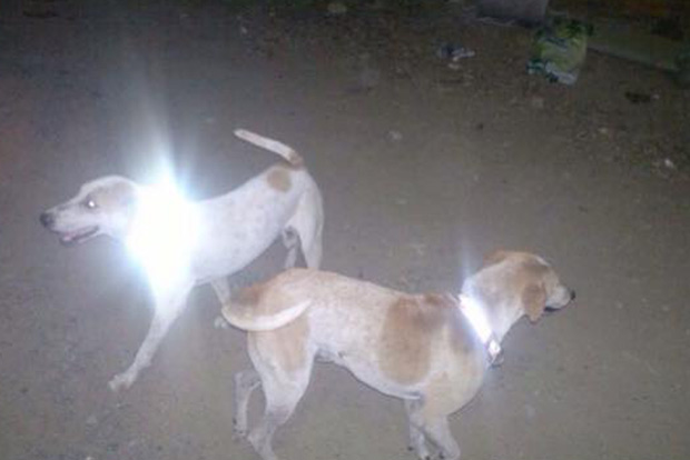 Shiny collars to keep strays safe on roads