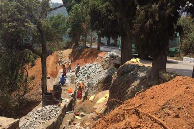 Move to cut down old trees opposed
